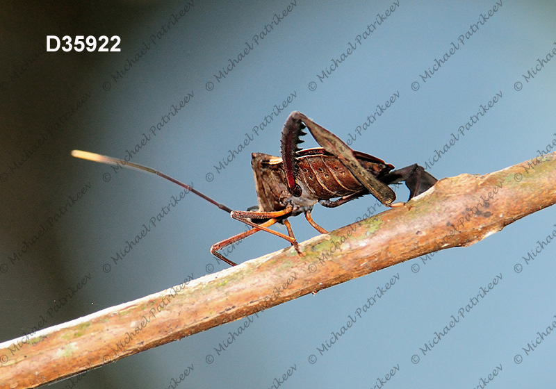 Acanthocephala latipes (Coreidae, Heteroptera, Hemiptera)